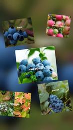 Te koop 10 verschillende soorten Blauwe bessenstruiken, Tuin en Terras, Planten | Struiken en Hagen, Ophalen of Verzenden, Overige soorten