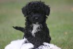 Mini labradoodle pups, Dieren en Toebehoren, Honden | Dekreuen, CDV (hondenziekte), 8 tot 15 weken, Meerdere, Meerdere dieren