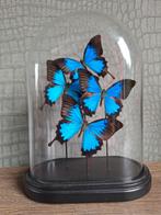 vlinderstolp blauwe vlinder papilio ulysses, Huis en Inrichting, Ophalen, Zo goed als nieuw