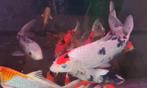 HQ Import koi mix - Ca. 30 / 35 cm - Koidream Valburg