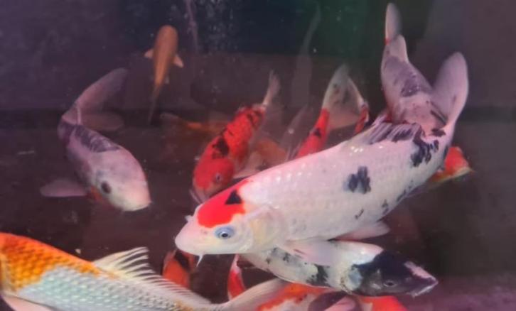HQ Import koi mix - Ca. 30 / 35 cm - Koidream Valburg, Dieren en Toebehoren, Vissen | Vijvervissen, Karper of Koi