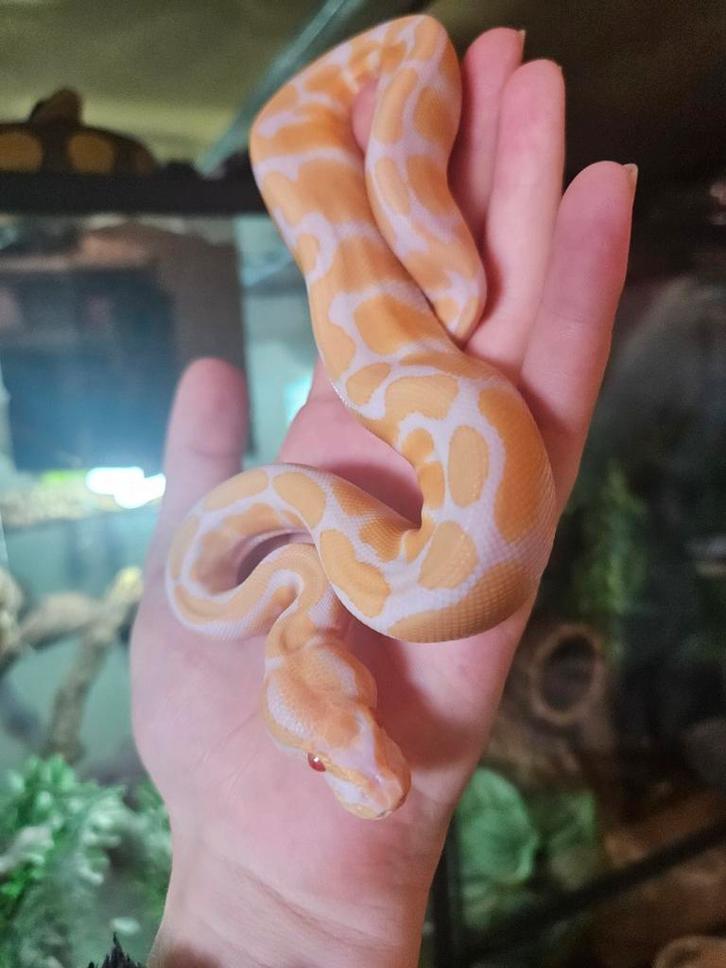 Koningspython- python regius- ballpython