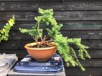 Lariks yamadori bonsai starter, Tuin en Terras, Planten | Bomen, Ophalen, Overige soorten, Minder dan 100 cm