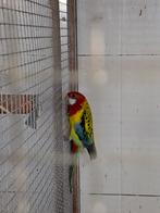 1 man  Pracht rosella, Mannelijk, Parkiet, Geringd