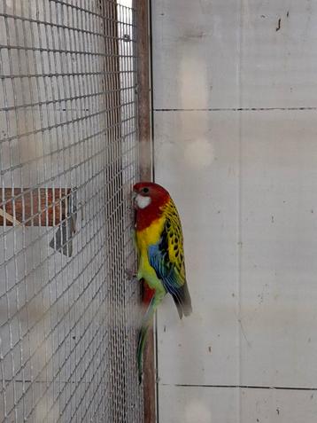 1 man  Pracht rosella    beschikbaar voor biedingen
