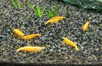 Yellow Fire neon backstripe garnalen, Dieren en Toebehoren, Kreeft, Krab of Garnaal