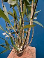 Orchidee Dendrobium Delicatum XXL Moederplant (2), Ophalen of Verzenden, Halfschaduw, Minder dan 100 cm