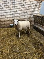 Swifter ooi, Dieren en Toebehoren, Schapen, Geiten en Varkens, Vrouwelijk, Schaap