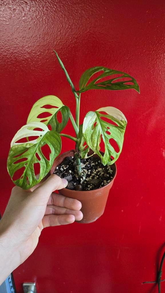 Monstera Adansonii Aurea Variegata - Monkey Mask, Huis en Inrichting, Kamerplanten, Overige soorten, Minder dan 100 cm, Groene kamerplant