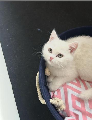 Zeldzame witte Britse Korthaar kitten te koop beschikbaar voor biedingen