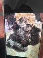 Schattige en lieve zwarte kat.28-03-2025 geboren!, Meerdere dieren