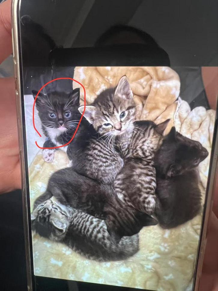 Schattige en lieve zwarte kat.28-03-2025 geboren!, Dieren en Toebehoren, Katten en Kittens | Overige Katten, Meerdere dieren