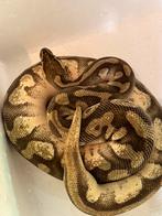 0.1 ballpython (koningspython), Slang, 0 tot 2 jaar