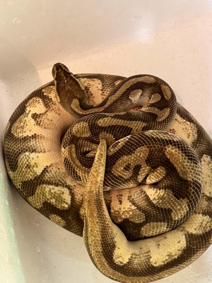 0.1 ballpython (koningspython)
