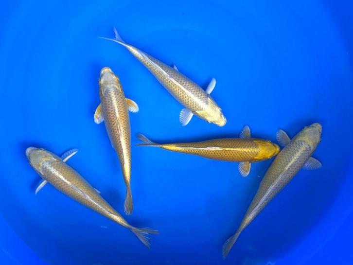 UITVERKOOP Yamabuki Izumiya | Koikarpers, Dieren en Toebehoren, Vissen | Vijvervissen, Karper of Koi