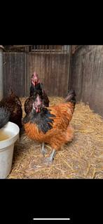 2 vorwerk hennen!, Dieren en Toebehoren, Pluimvee, Vrouwelijk, Kip