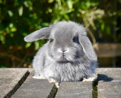 Mooi en tam Nederlands hangoordwerg konijntje (nhd), Dieren en Toebehoren, Konijnen, Dwerg, Mannelijk, 0 tot 2 jaar, Hangoor