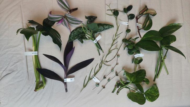 JE UNIEKE STEKJESBOX, Huis en Inrichting, Kamerplanten, Overige soorten, Minder dan 100 cm, Bloeiende kamerplant, Halfschaduw