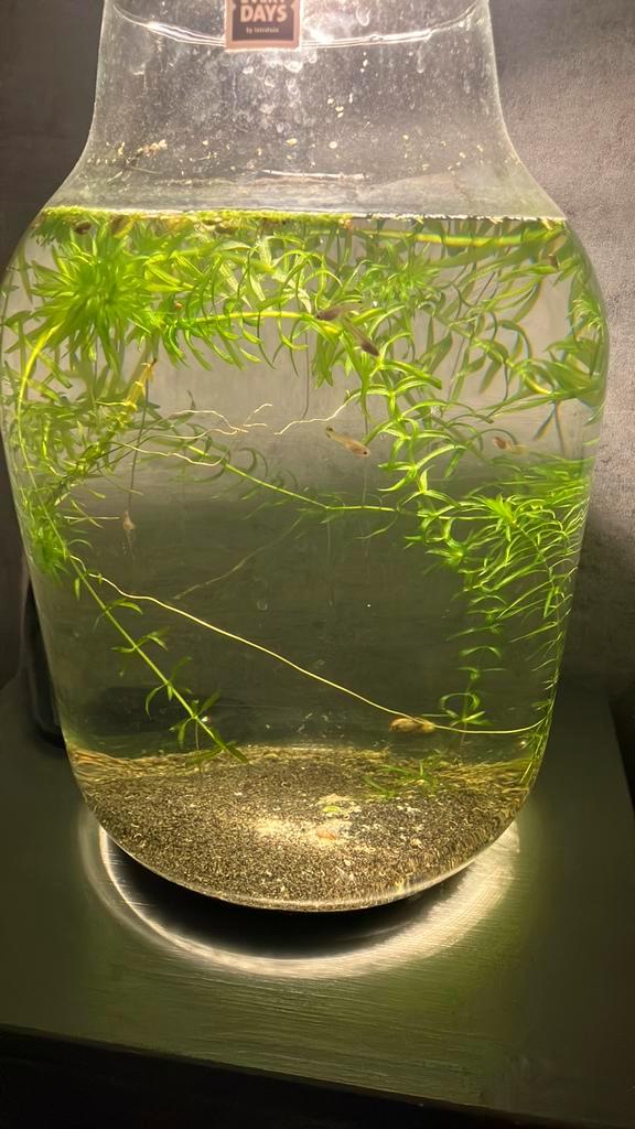 Guppen / guppy’s, Dieren en Toebehoren, Vissen | Aquariumvissen, Zoetwatervis, Vis, Schoolvis