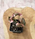 syngonium strawberry ice galaxy, Huis en Inrichting, Ophalen of Verzenden, Overige soorten, Minder dan 100 cm