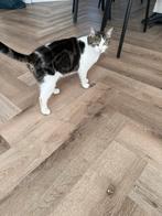 Gratis, Dieren en Toebehoren, Katten en Kittens | Overige Katten, Poes