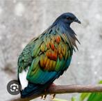 Nicobarduif of manenduif, Dieren en Toebehoren, Vogels | Overige Vogels, Meerdere dieren, Geringd