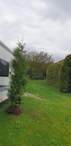 Conifeer - Ideaal voor een groene haag!, Tuin en Terras, Planten | Bomen, Volle zon, Bloeit niet, 100 tot 250 cm, Overige soorten