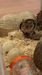 Syriche goudhamster, Hamster, December, Vrouwelijk, Tam