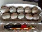 Araucana broed eieren, Dieren en Toebehoren, Pluimvee, Kip, Geslacht onbekend