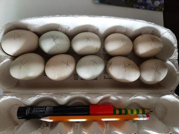 Araucana broed eieren