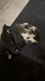 Kittens, Dieren en Toebehoren, Poes, 0 tot 2 jaar