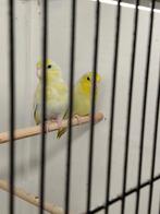 Koppel forpussen, Meerdere dieren