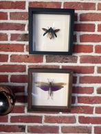 Opgezette insecten in lijst, Minder dan 50 cm, Ophalen of Verzenden, Zo goed als nieuw, Minder dan 50 cm