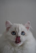 British Longhair Lilac Point, Dieren en Toebehoren, Meerdere dieren, Gechipt, 0 tot 2 jaar