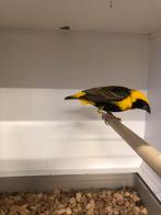 Mooie wever man, Dieren en Toebehoren, Vogels | Overige Vogels, Mannelijk