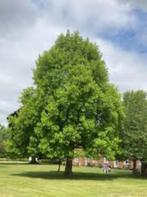 Te koop: jonge boom, Liriodendron tulipifera, Overige soorten, Minder dan 100 cm, Zomer, Ophalen