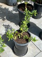 Super leuke schattige mini citrus limequat vol  vruchtjes!!, Ophalen, Minder dan 100 cm, Volle zon, In pot