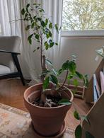 bonsai tree, Huis en Inrichting, Kamerplanten, Ophalen, Overige soorten, Minder dan 100 cm