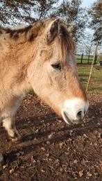 Verzorger gezocht Fjorden ruin 22 jaar, Dieren en Toebehoren, Paarden en Pony's | Overige Paardenspullen, Ophalen of Verzenden