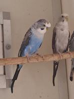 Koppel bw blauw met kuif x pop bw grijs, Dieren en Toebehoren, Vogels | Parkieten en Papegaaien