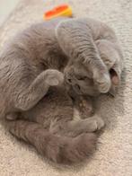 Britse Korthaar DEKKATER lilac ervaren DEKKEN/TE KOOP, Dieren en Toebehoren