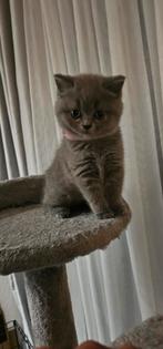 Laarste Britse Korthaar poesje, Dieren en Toebehoren, Poes, Gechipt