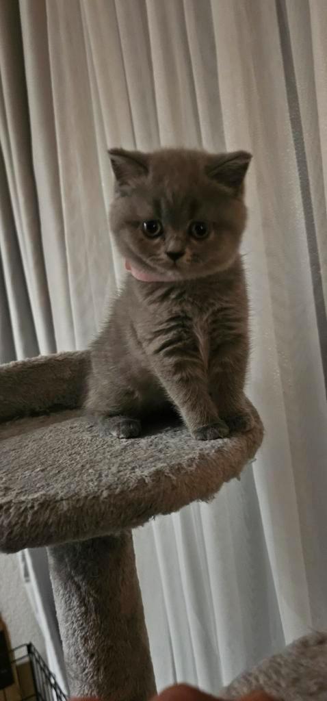Laarste Britse Korthaar poesje, Dieren en Toebehoren, Katten en Kittens | Raskatten | Korthaar, Poes, Gechipt