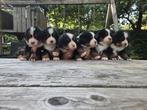 Prachtige raszuivere Berner Sennen pups HD ED vrij, Rabiës (hondsdolheid), 8 tot 15 weken, Meerdere, Meerdere dieren