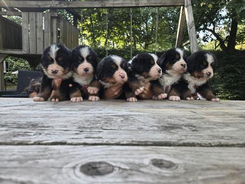 Prachtige raszuivere Berner Sennen pups HD ED vrij, Dieren en Toebehoren, Honden | Setters en Staande honden, Meerdere dieren