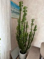 Grote Euphorbia Cactus - 2 Meter Hoog!, Ophalen, 200 cm of meer, In pot, Cactus