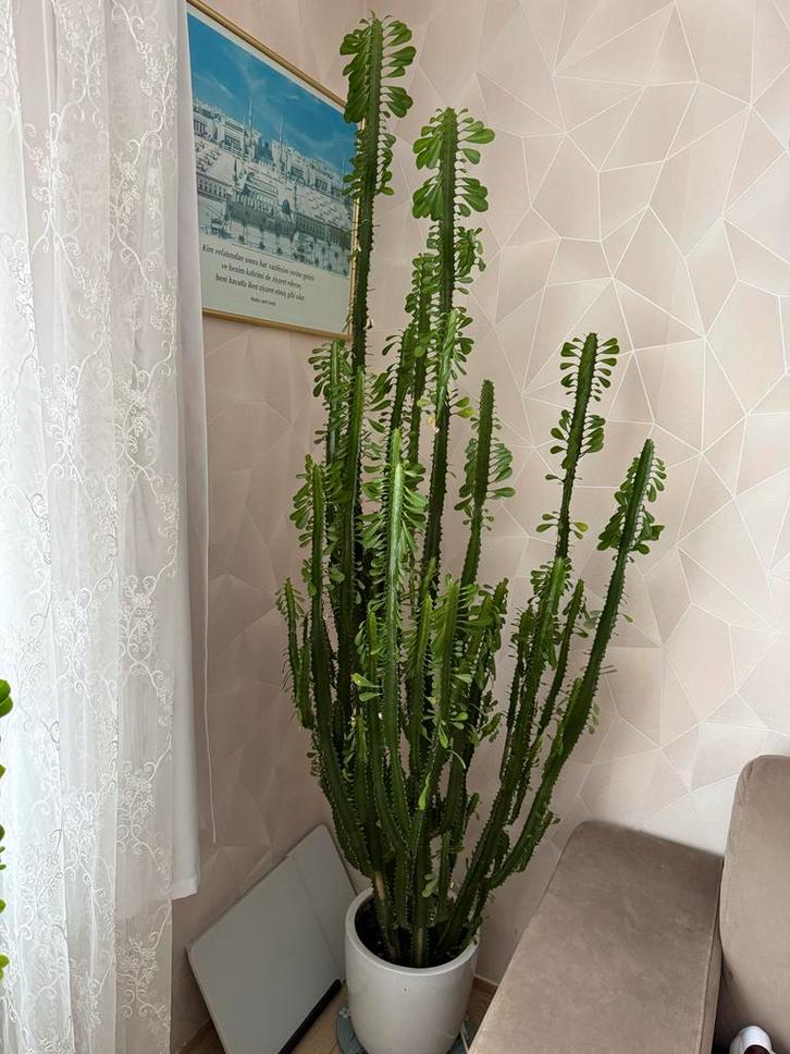 Grote Euphorbia Cactus - 2 Meter Hoog!, Huis en Inrichting, Kamerplanten, Cactus, 200 cm of meer, Groene kamerplant, Volle zon