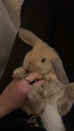 Bruin hangoor konijntje, Vrouwelijk, Middelgroot, Hangoor, 0 tot 2 jaar