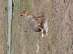 4 jonge mara's of patagonische haas, Dieren en Toebehoren, Overige Dieren, Augustus, Meerdere dieren