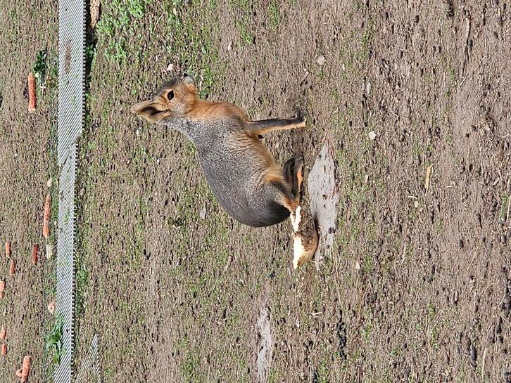 4 jonge mara's of patagonische haas, Dieren en Toebehoren, Overige Dieren, Meerdere dieren, Augustus